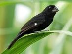 Twa twa surinaamse vogel, Meerdere dieren, Tropenvogel