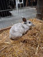 Rex konijn - gecastreerd - 8mn oud, Dieren en Toebehoren, Mannelijk, Middelgroot, 0 tot 2 jaar