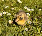 Indische loopeend pulletjes (Raszuiver!) 🦆, Dieren en Toebehoren, Meerdere dieren, Eend