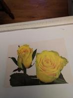 ROOS, Ophalen of Verzenden