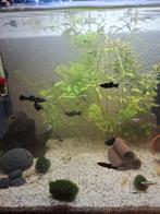 Black mollys en corydoras 2 zwaarddragers, Dieren en Toebehoren, Vis