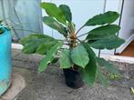 Madagascar Jewel, Huis en Inrichting, Kamerplanten, Ophalen, Overige soorten, Minder dan 100 cm