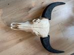 Buffel schedel echt, Ophalen, Zo goed als nieuw, Schedel