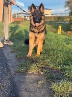 Mooie oud duitse herder teef met stamboom, Dieren en Toebehoren, Honden | Herdershonden en Veedrijvers, België, Particulier, 15 weken tot 1 jaar