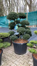 Grote bonsai €700 en €850, Ophalen, Overige soorten, Halfschaduw