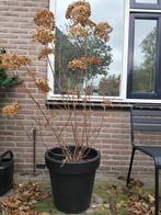 Annabelle in pot, Tuin en Terras, Vaste plant, Halfschaduw, Zomer, Ophalen