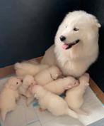 Samojeed puppy’s, CDV (hondenziekte), Overige rassen, 8 tot 15 weken, Meerdere