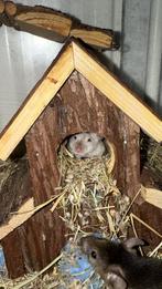 Kleurmuizen - Handtam., Dieren en Toebehoren, Muis, Juli, Meerdere dieren, Tam