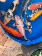 Bekko, Dieren en Toebehoren, Vissen | Vijvervissen, Karper of Koi