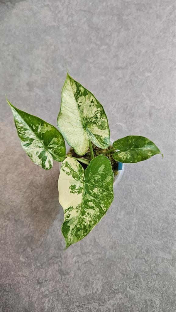 Alocasia Gageana Aurea/Albo Variegata, Huis en Inrichting, Kamerplanten, Minder dan 100 cm, Halfschaduw, Ophalen of Verzenden