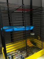 Kanarie, Dieren en Toebehoren, Ophalen, Zo goed als nieuw