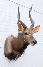 Grote opgezette kop NYALA ANTILOPE, Ophalen, Zo goed als nieuw, Wild dier, Opgezet dier