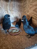 Zwartkuifhoenkriel, Dieren en Toebehoren, Meerdere dieren, Kip