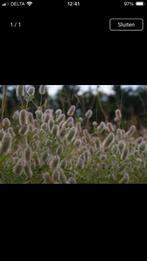 Zaden Hazenpootje, Ophalen of Verzenden, Volle zon