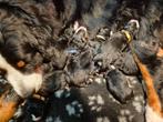 berner sennen pups / nog 2 reutjes, Dieren en Toebehoren, CDV (hondenziekte), Meerdere, Meerdere dieren, Nederland