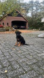 Tekoop duitseherder pups, Dieren en Toebehoren, 8 tot 15 weken, Teef, Meerdere, Herder