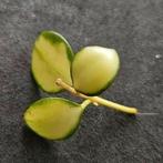 Hoya Heuschkeliana Variegata stekje, Ophalen of Verzenden