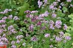 Vaste plant, oregano, Ophalen, Bodembedekkers, Volle zon, Vaste plant