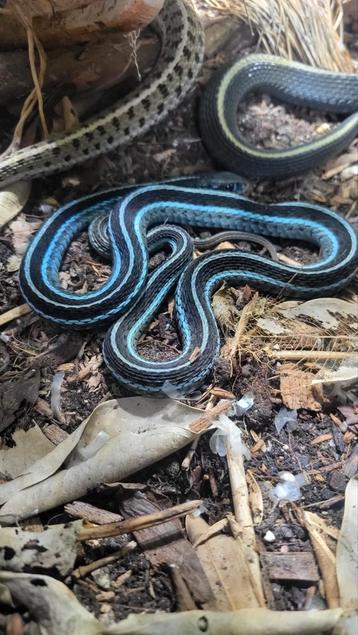 Thamnophis similis 1.0 beschikbaar voor biedingen