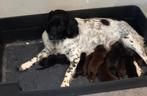 Stabij x labarador pups, Dieren en Toebehoren, Honden | Niet-rashonden, 8 tot 15 weken, Meerdere, Meerdere dieren, Nederland