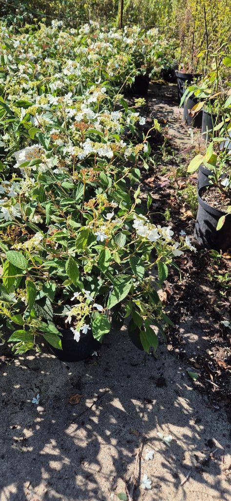 Viburnum plicatum, Tuin en Terras, Planten | Struiken en Hagen, Struik, Overige soorten, Minder dan 100 cm, Ophalen