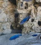 Malawi cichliden, Dieren en Toebehoren, Reptielen en Amfibieën, 0 tot 2 jaar