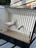 Witte zebravink poppen 2025, Dieren en Toebehoren, Vogels | Overige Vogels, Vrouwelijk