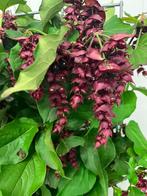 Fazantenbes, Leycesteria formosa Purple Rain., Ophalen, Overige soorten, Struik, 100 tot 250 cm