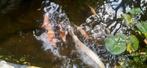 4 koi aangeboden, Karper of Koi