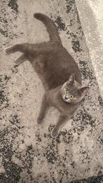 Britse Korthaar kittens te koop, Dieren en Toebehoren, Katten en Kittens | Raskatten | Korthaar, Poes