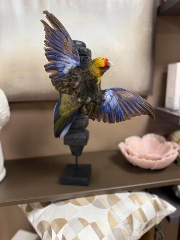 Kleurrijke opgezette Parkiet Ornament op Brandhout beschikbaar voor biedingen