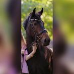 Zeer mooie merrie, Dieren en Toebehoren, Minder dan 160 cm, Dressuurpaard, L, 7 tot 10 jaar