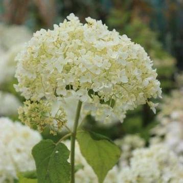 Gezocht Annabelle Hortensia Koppen voor Bruiloft beschikbaar voor biedingen