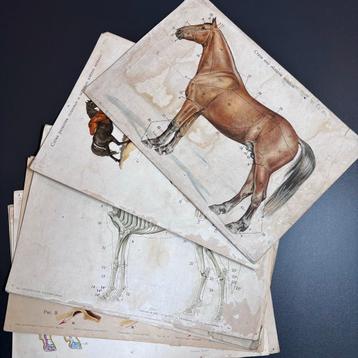 Zeldzame Sovjet Anatomie Posters 1937 - Paard & Vee beschikbaar voor biedingen