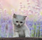 Brits korthaar poesje blue golden shaded point, Dieren en Toebehoren, Katten en Kittens | Raskatten | Korthaar, Poes