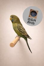 Blackface split blackwing, Vrouwelijk, Parkiet, Geringd