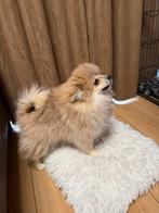 Prachtige Toy Pomeranian puppy’s – 3 reutjes en 1 teefje, Dieren en Toebehoren, Particulier, Reu, 8 tot 15 weken, Buitenland