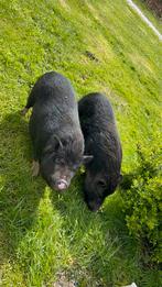 2 gecastreerde varkens, Dieren en Toebehoren, Schapen, Geiten en Varkens, Mannelijk, Varken, 3 tot 5 jaar