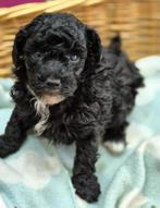 Mooie zwart/bruine toy poedel pups, Particulier, Meerdere, 8 tot 15 weken, Meerdere dieren