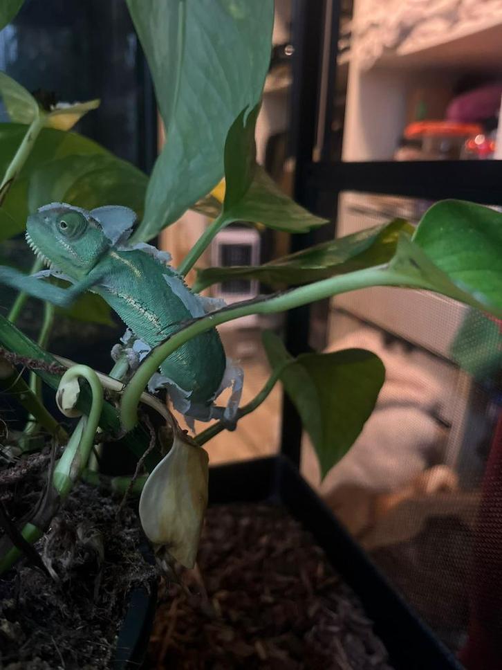 Jemen kameleon vrouw