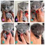 kittens (  noorseboskat x britslanghaar x europeeskorthaar), 0 tot 2 jaar
