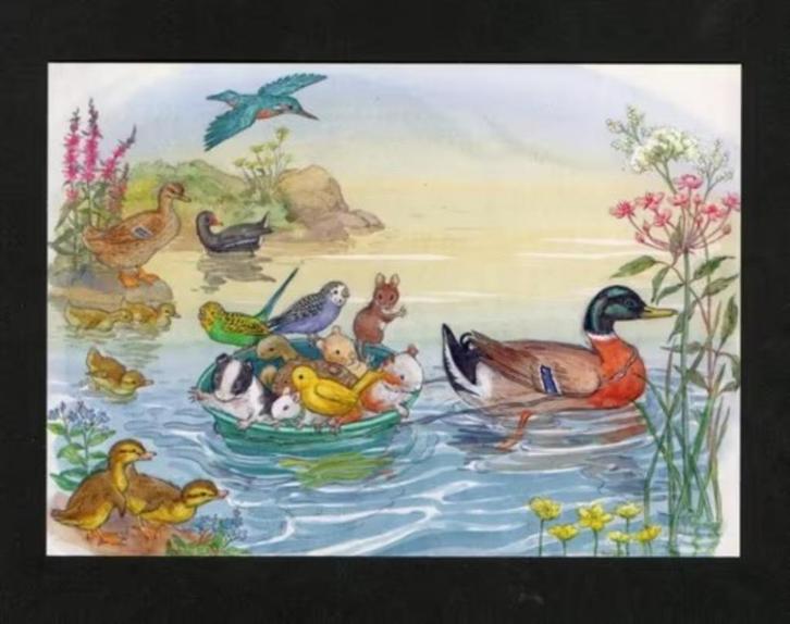 IJsvogel Eend Kuikens Parkieten Muis Meerkoet by Molly Brett, Verzamelen, Ansichtkaarten | Themakaarten, Ongelopen, 1980 tot heden