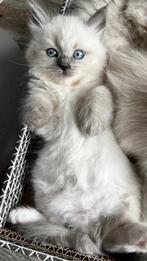 Siberische Neva Masquerade kittens met stamboom, Poes, Gechipt, 0 tot 2 jaar