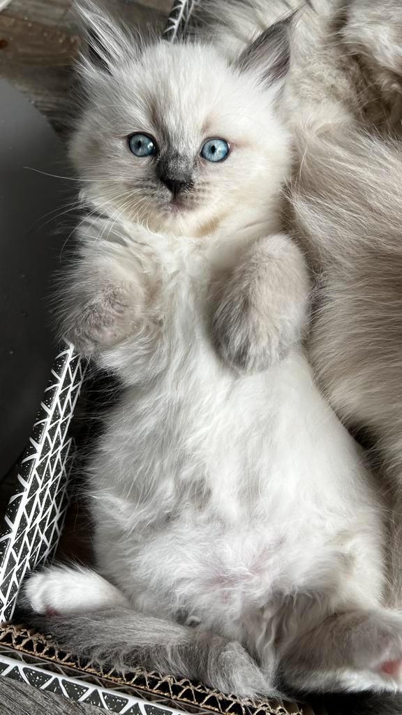 Siberische Neva Masquerade kittens met stamboom, Dieren en Toebehoren, Katten en Kittens | Raskatten | Langhaar, Poes, 0 tot 2 jaar