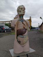 Anatomisch model, Antiek en Kunst, Ophalen
