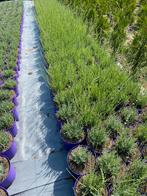 Lavendel hidcote winterhard paars in20cmpot €1wit€2,50, Tuin en Terras, Planten | Struiken en Hagen, Ophalen, Minder dan 100 cm