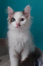 Mooie lieve Ragdoll kittens, Dieren en Toebehoren, Katten en Kittens | Raskatten | Langhaar, Meerdere dieren, Gechipt