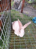 GRATIS Konijn, Dieren en Toebehoren, Pluimvee, Vrouwelijk, Eend