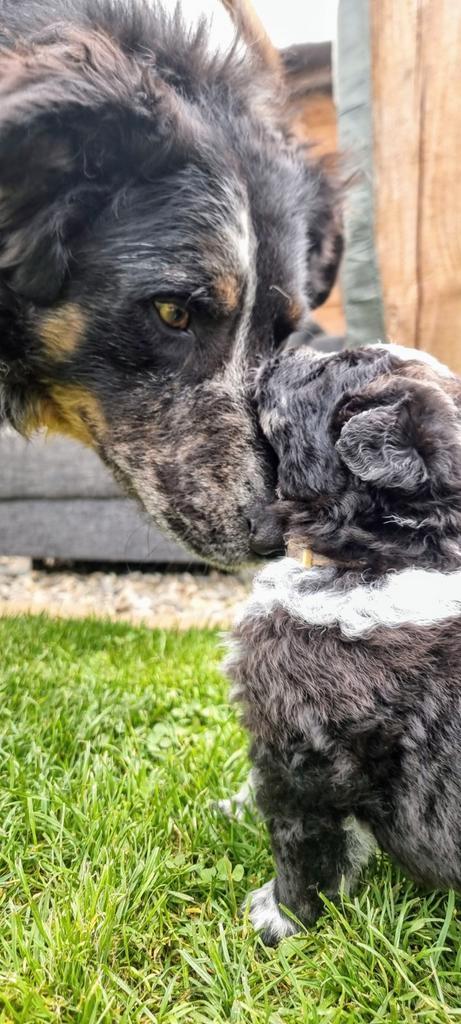 Mooie pups Herdermix X Altdeutsche Hütehund, Dieren en Toebehoren, Honden | Niet-rashonden, Groot, Meerdere dieren, Particulier