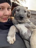 Leuke pup ter adoptie, Dieren en Toebehoren, Honden | Niet-rashonden, Particulier, Rabiës (hondsdolheid), 15 weken tot 1 jaar